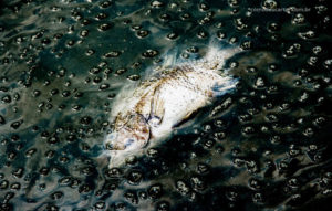 Peixe morto rio contaminado com produtos químicos